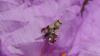 Tephritis formosa